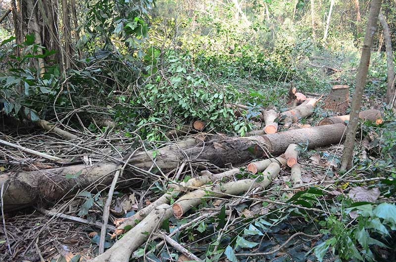 ಪಡೀಲ್: ಪೊಲೀಸ್ ಭದ್ರತೆಯಲ್ಲಿ ಮರಗಳ ಕಟಾವ್; ಪರಿಸರ ಪ್ರೇಮಿಗಳ ಅಸಮಾಧಾನ